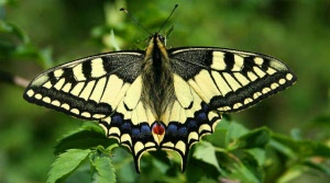 Dubbelklik hier om de afbeelding te veranderen